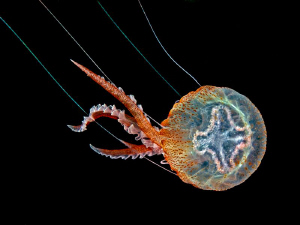 "Jelly"

This pricture remembers me of marionettes. Pro... by Henry Jager 